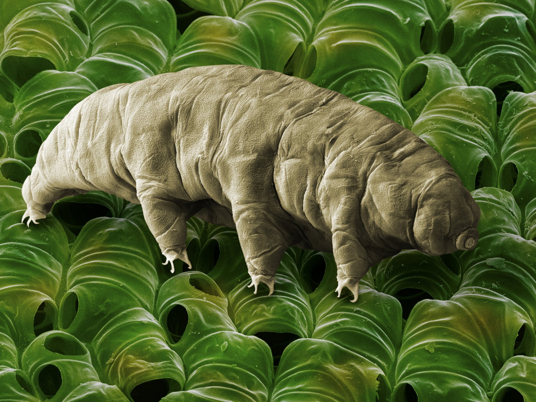 Tardigrades