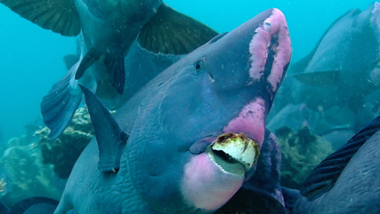 Parrotfish