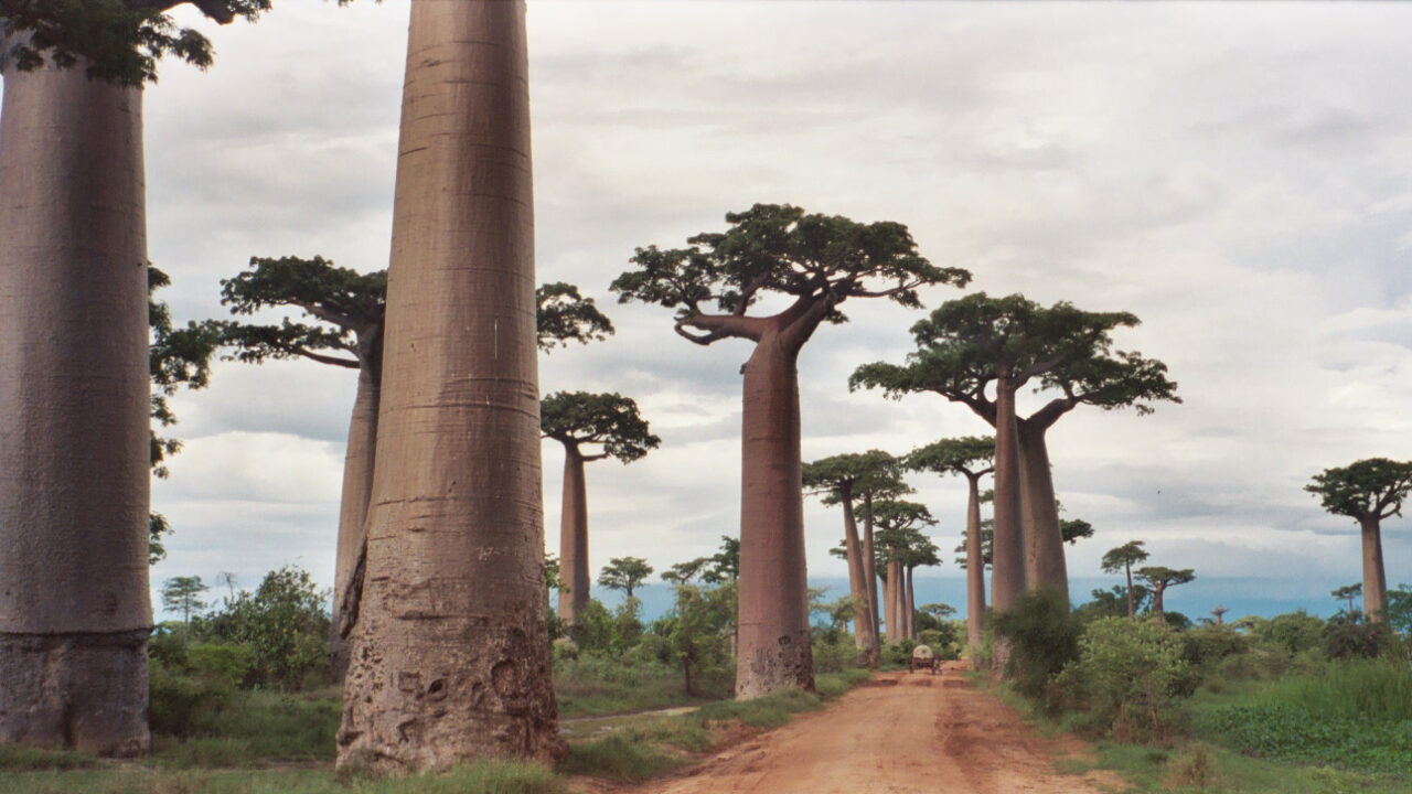 The Baobab Trees of Africa Giants That Defy Time