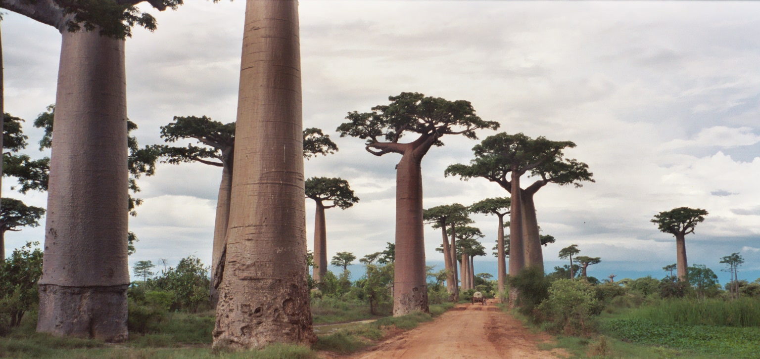 Baobab Trees