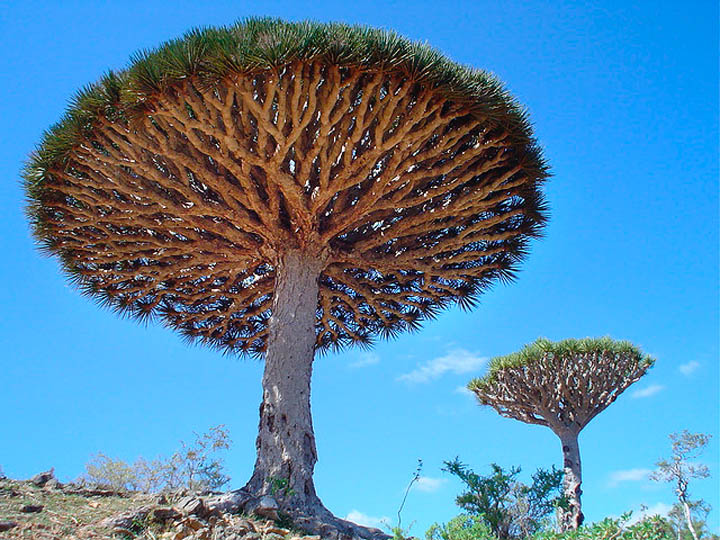 The “Crying” Dragon’s Blood Tree of Socotra