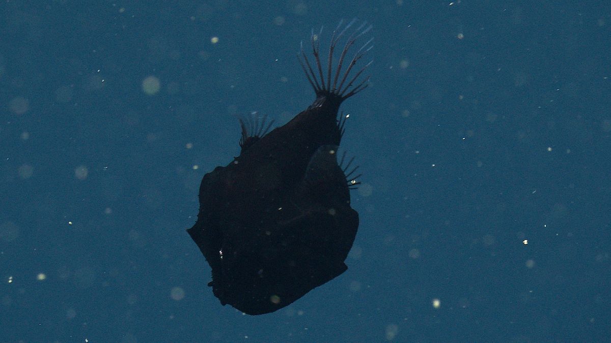 The Deep-Sea Fish with Ultra-Black Skin That Absorbs Nearly 99.9% of Light