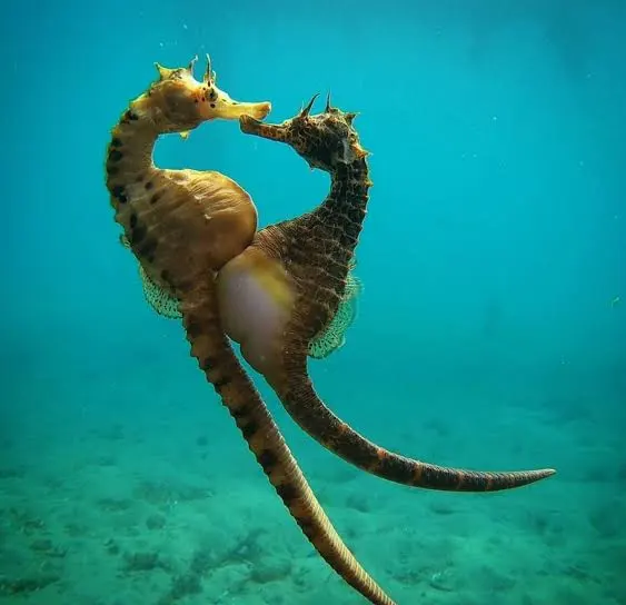 The Fascinating Transparent-Skinned Pregnant Male Seahorse