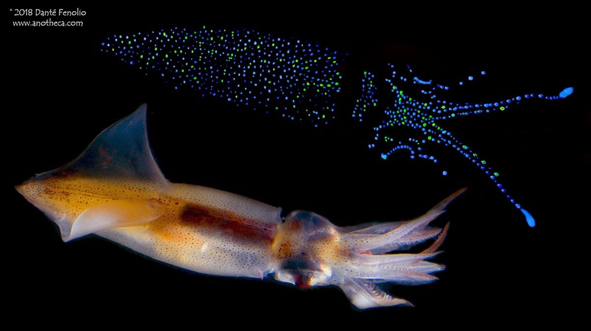 The Firefly Squid The Ocean Creature That Stores Light in Its Skin