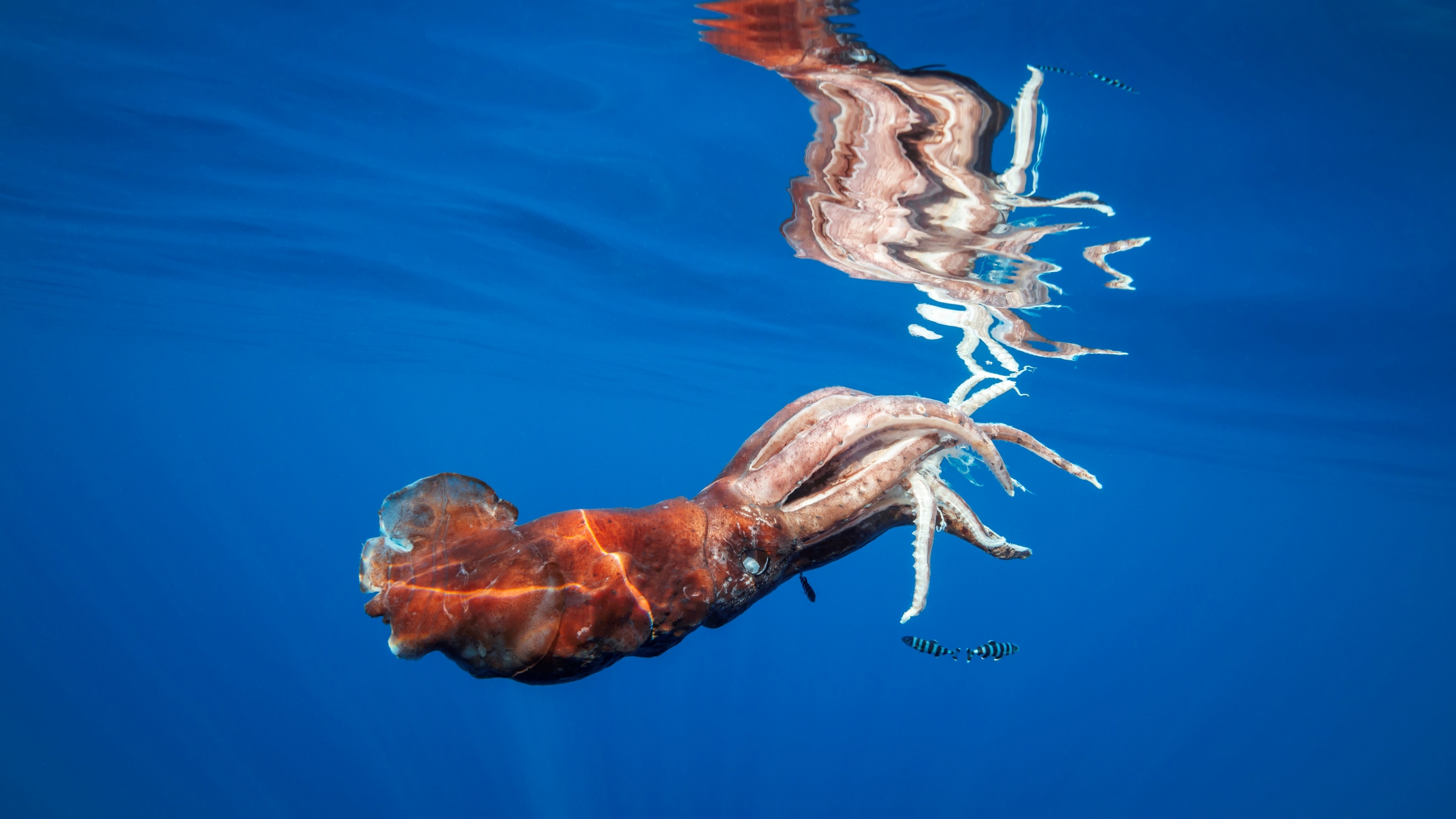 The Giant Squid That Shoots Ink