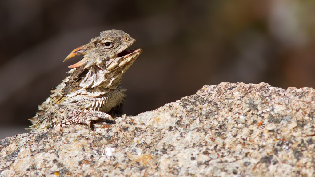 The Lizard That Shoots Blood from Its Eyes Inside the Shocking Defense of the Horned Lizard