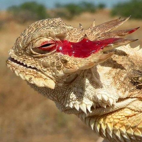 The Lizard That Shoots Blood from Its Eyes Inside the Shocking Defense of the Horned Lizard