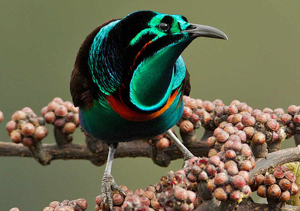 Birds of Paradise The Stunning Animals with Iridescent Plumage