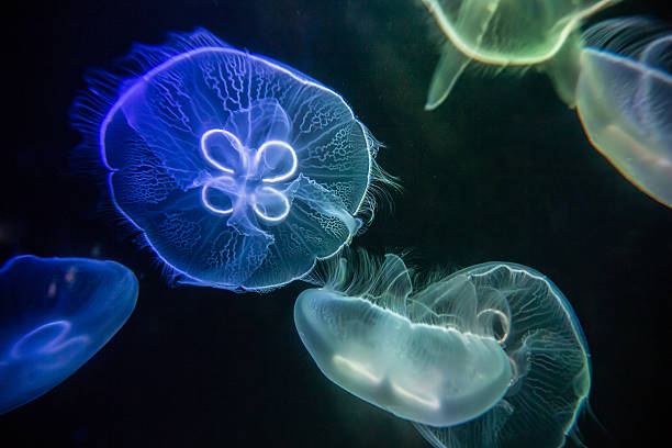 The Glowing Wonder of the Ocean, Moon Jellyfish (Aurelia aurita)