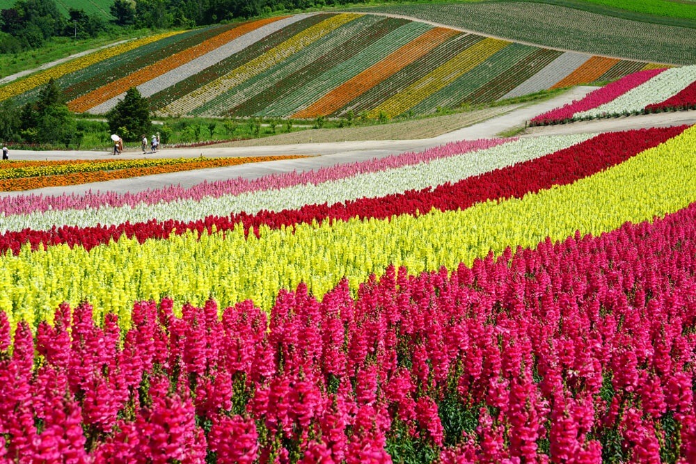 Blossom Wonderland – The Flower Carpeted Island of Hokkaido, Japan