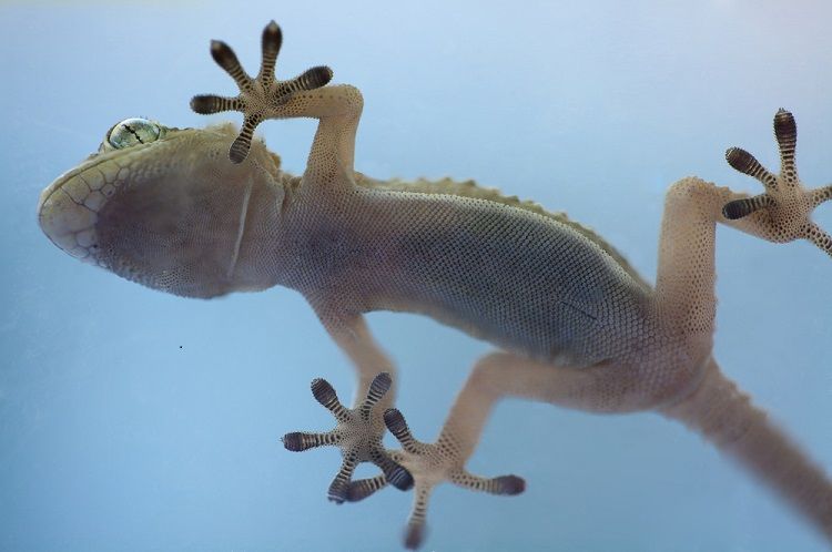 Defying Gravity The Gecko That Walks Upside Down in Caves