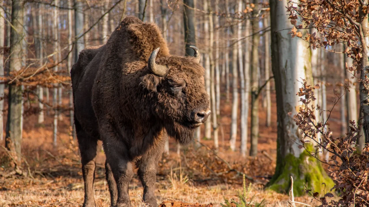 European Bison (Wisent) – Germany’s Majestic Returning Giant in the Wild