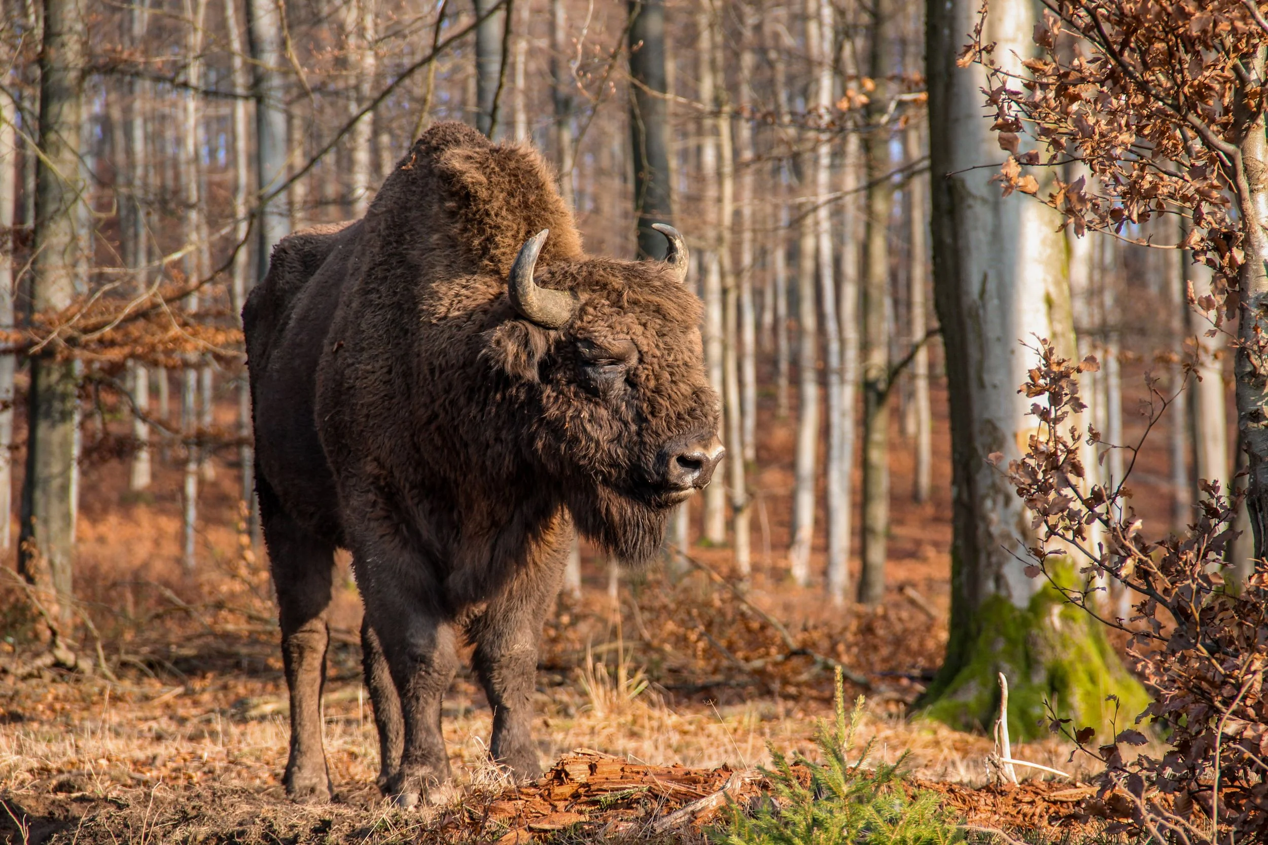 European Bison (Wisent) – Germany's Majestic Returning Giant in the Wild