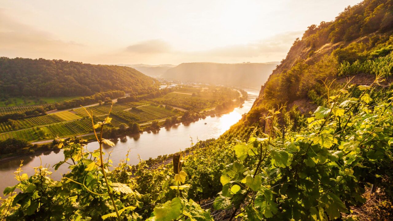 Moselle Valley Vineyards – Germany’s Steepest Wine Terraces Along the River