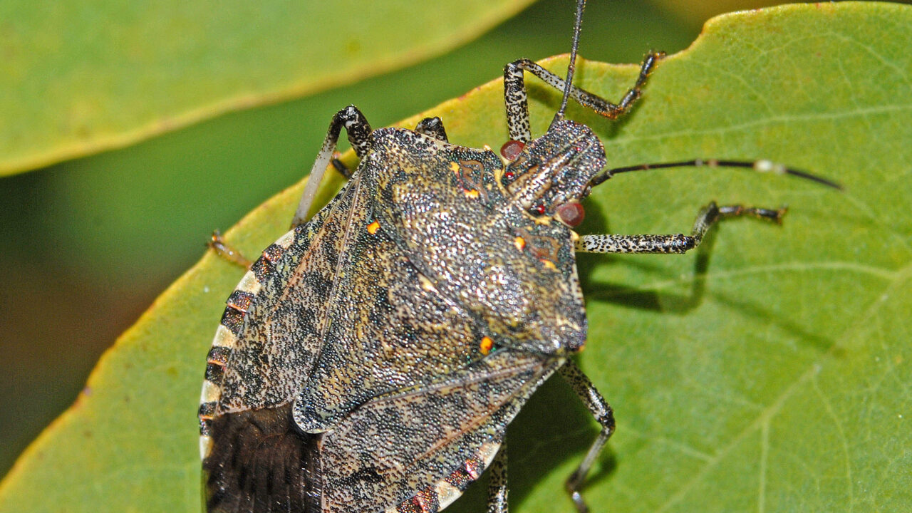 Nature’s Chemical Trickster, The Stink Bug and Its Powerful Foul Odor Defense