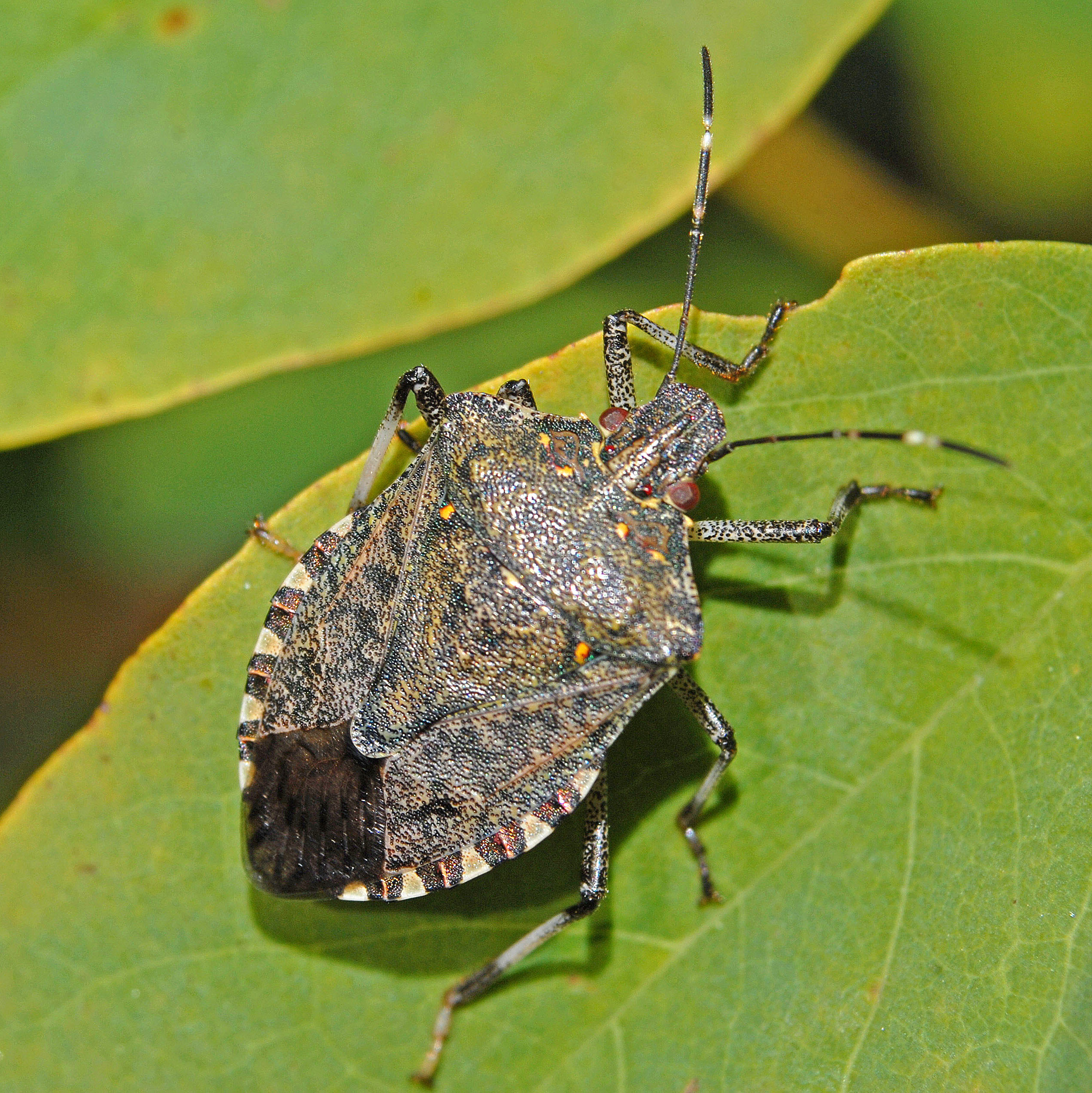 Nature’s Chemical Trickster, Stink Bug