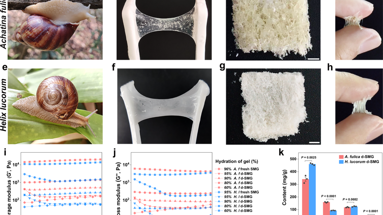 Nature’s Super Glue Maker – The Snail That Produces Ultra Strong Adhesive