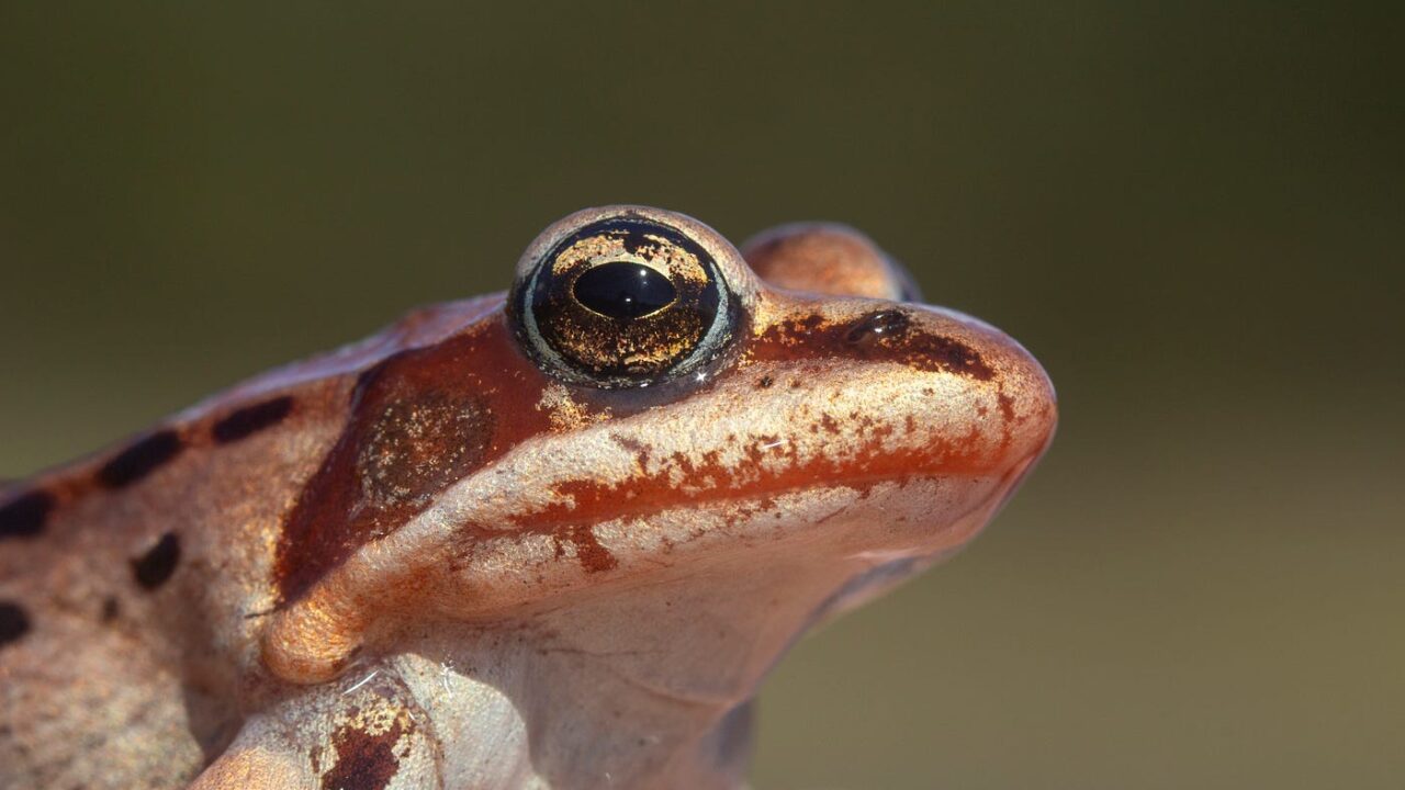 The Amazing Alaskan Wood Frog – Nature’s Frozen Survivor