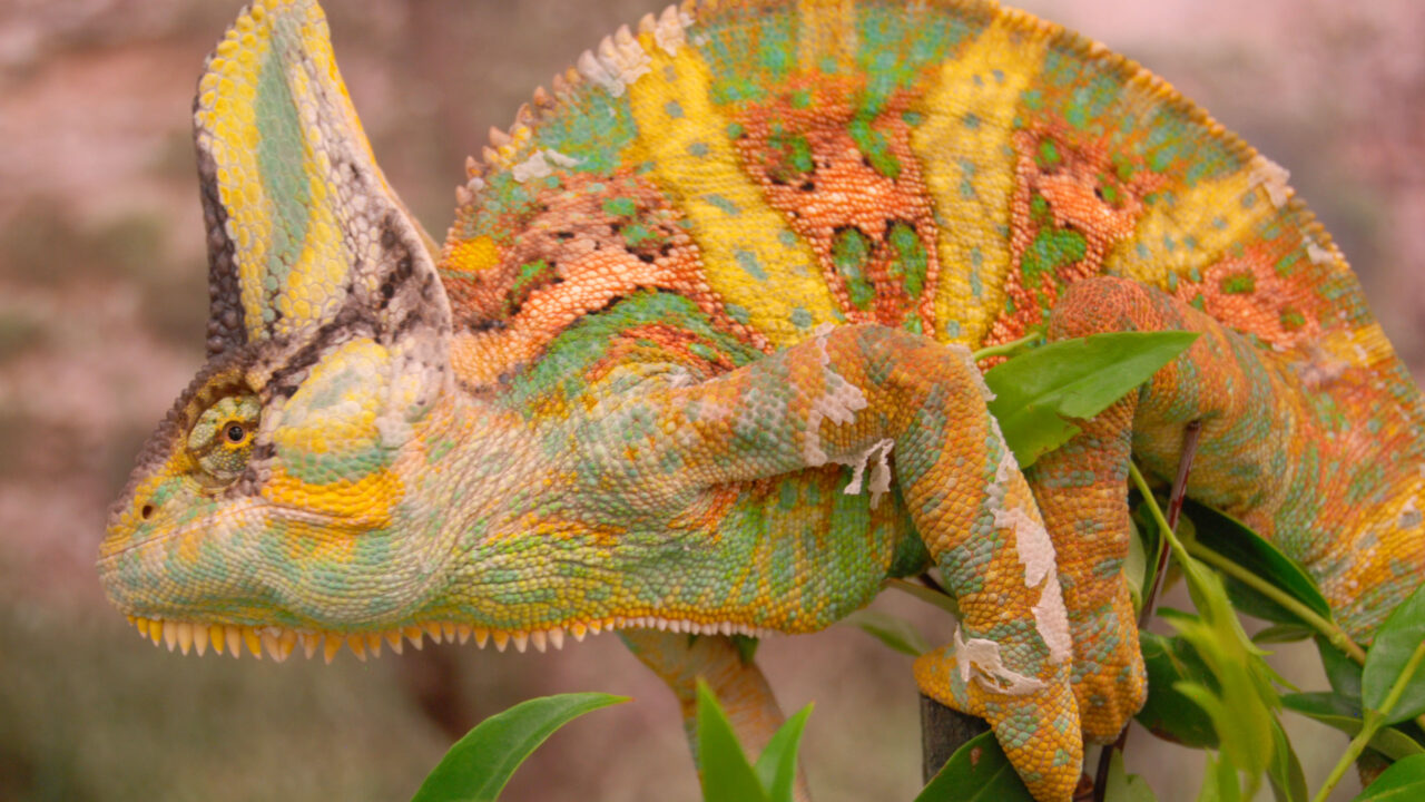 The Animal That Changes Bone Color When Angry: Male Chameleons in Combat