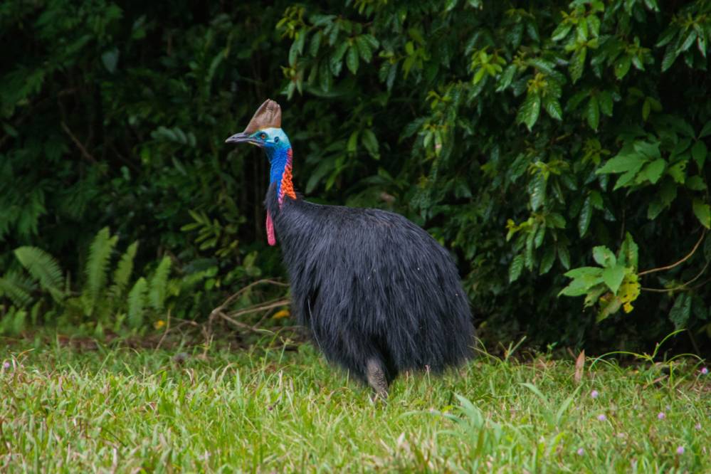 The Cassowary - Australia's Dangerous and Colorful Flightless Bird