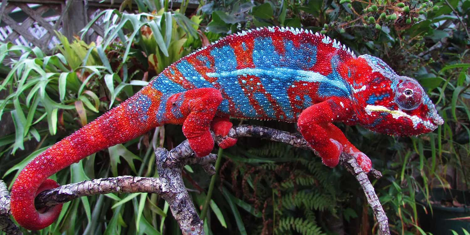 The Chameleon with a Spear Like Tongue