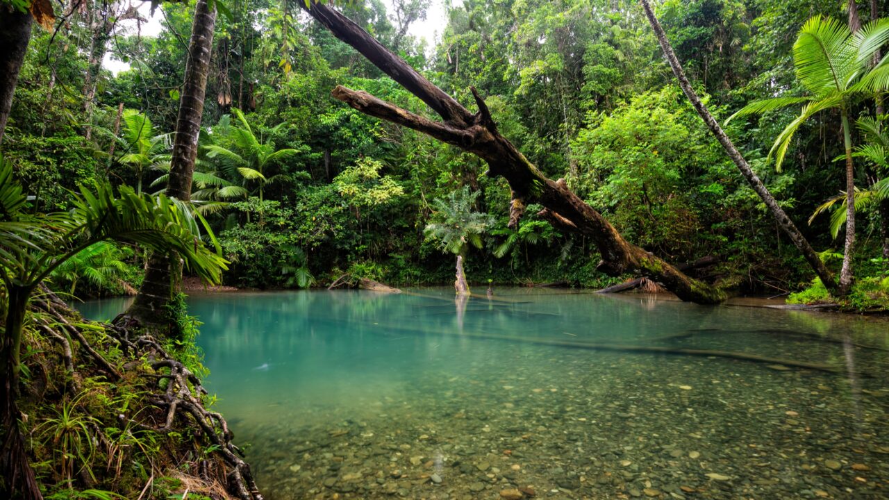 The Daintree Rainforest – Australia’s Ancient Tropical Paradise