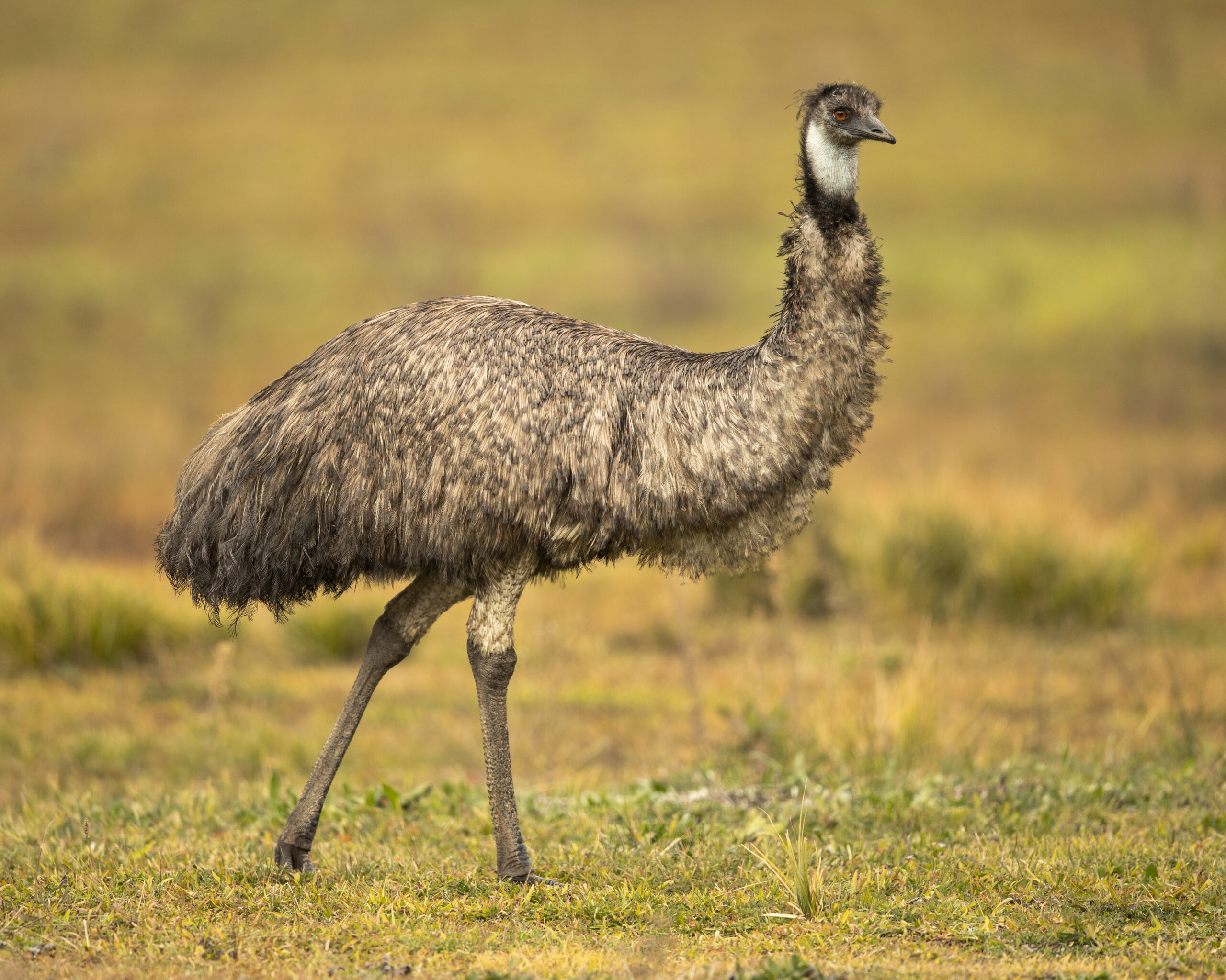 The Emu - Australia's Tall, Fast-Running Flightless Bird