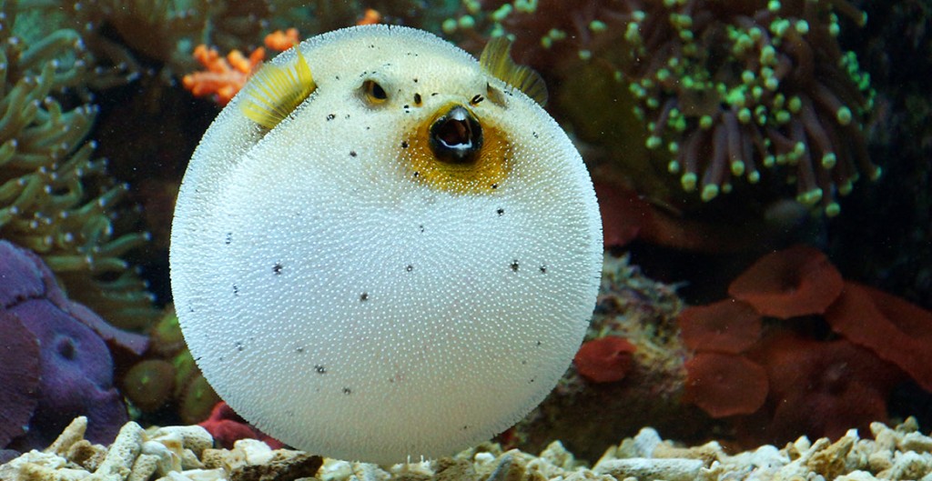 The Fish That Inflates Like a Balloon Pufferfish and Its Extraordinary Defense System