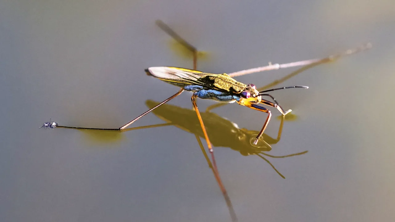 The Insect That Walks on Water, How Water Striders Defy Physics