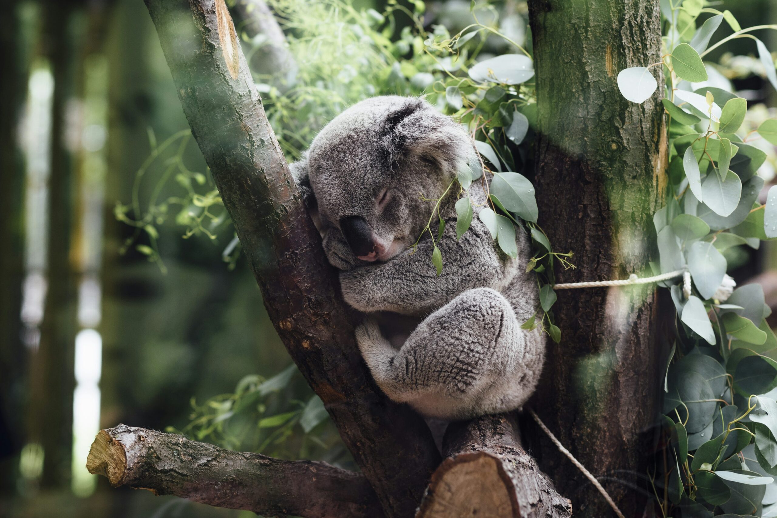 The Koala - Australia's Sleepy Eucalyptus Specialist