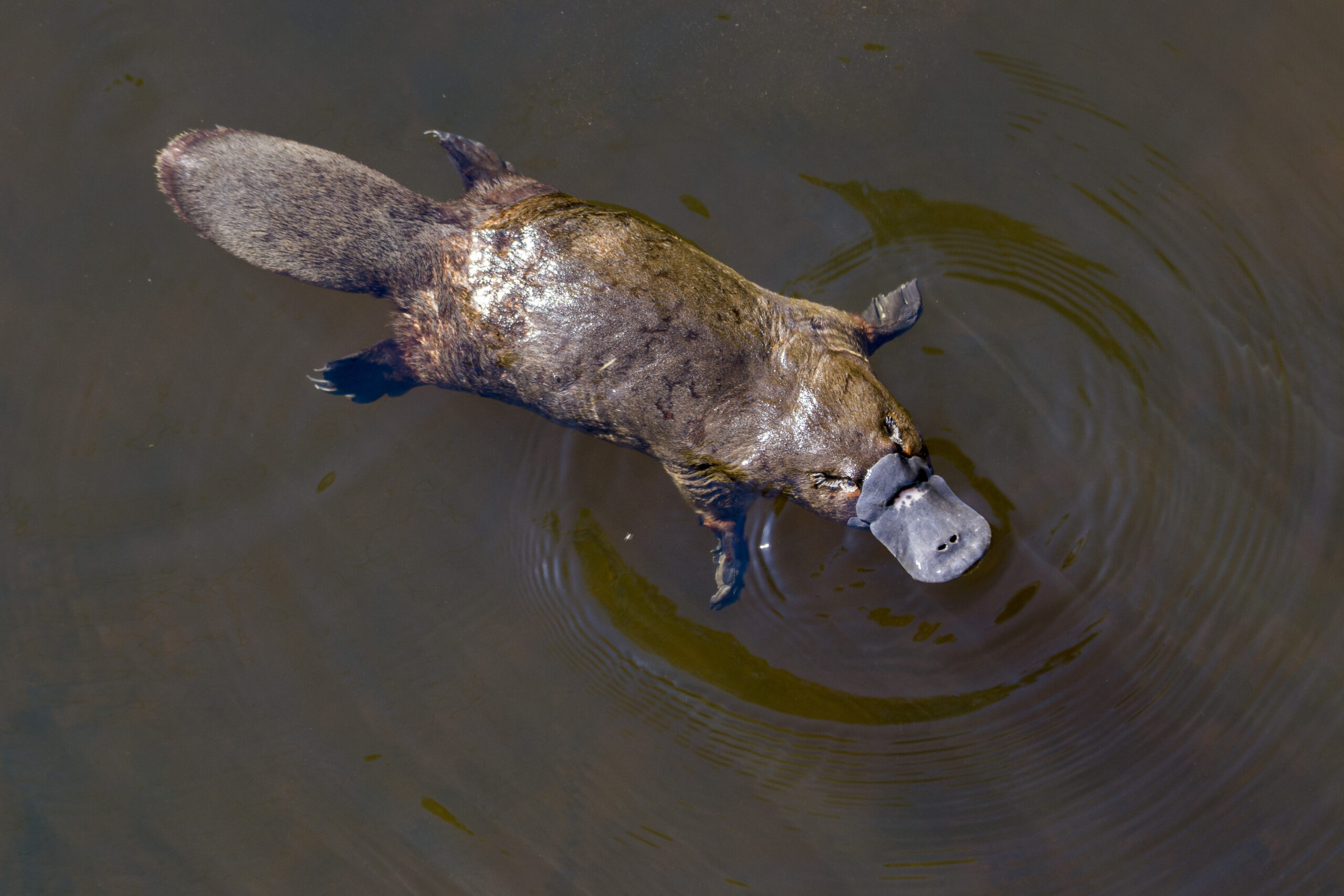 The Platypus – One of Australia's Most Bizarre and Unique Animals