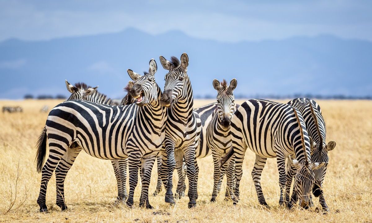 The Striped Sentinel How Zebras Master the Art of Sleeping on Their Feet