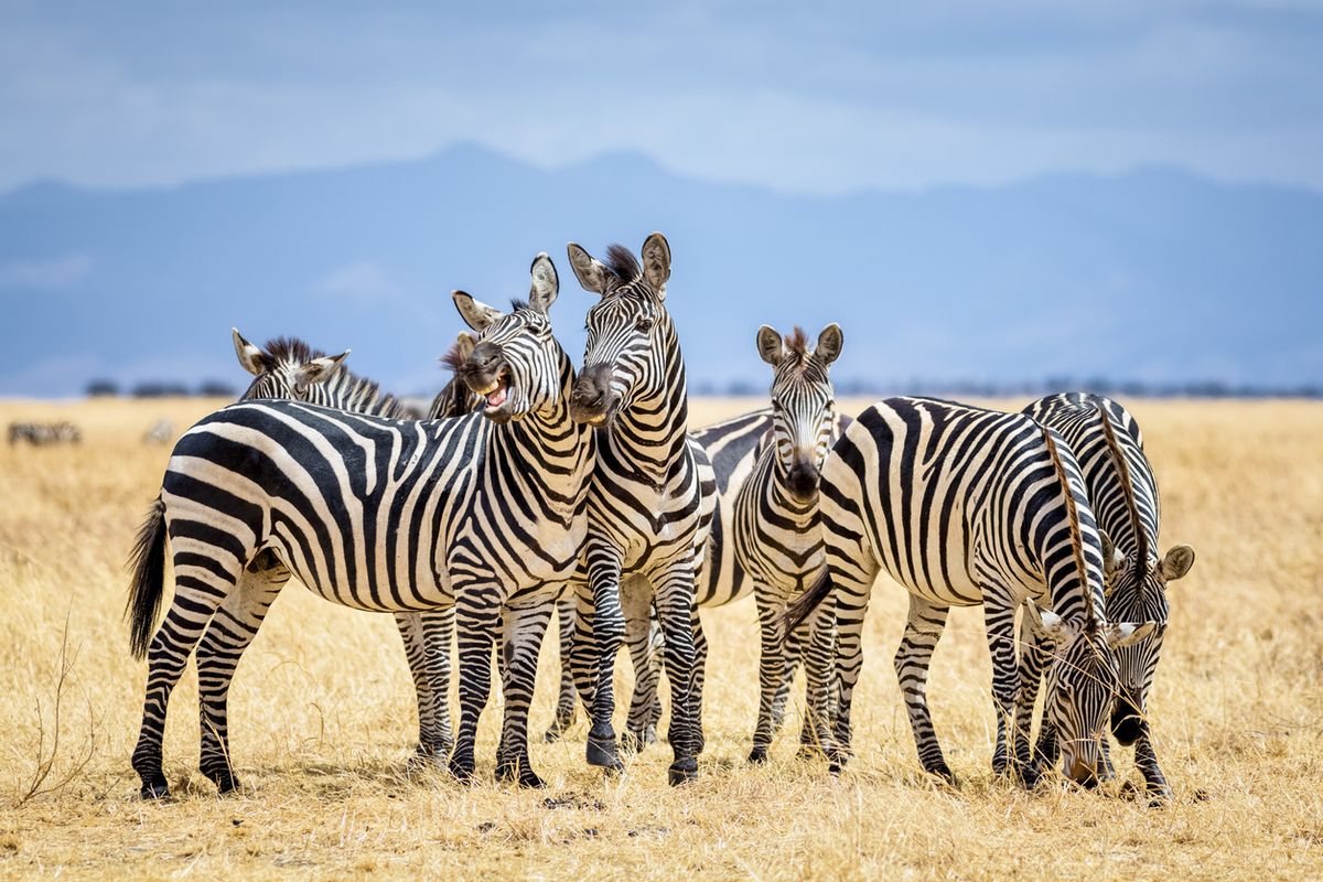 The Striped Sentinel How Zebras Master the Art of Sleeping on Their Feet