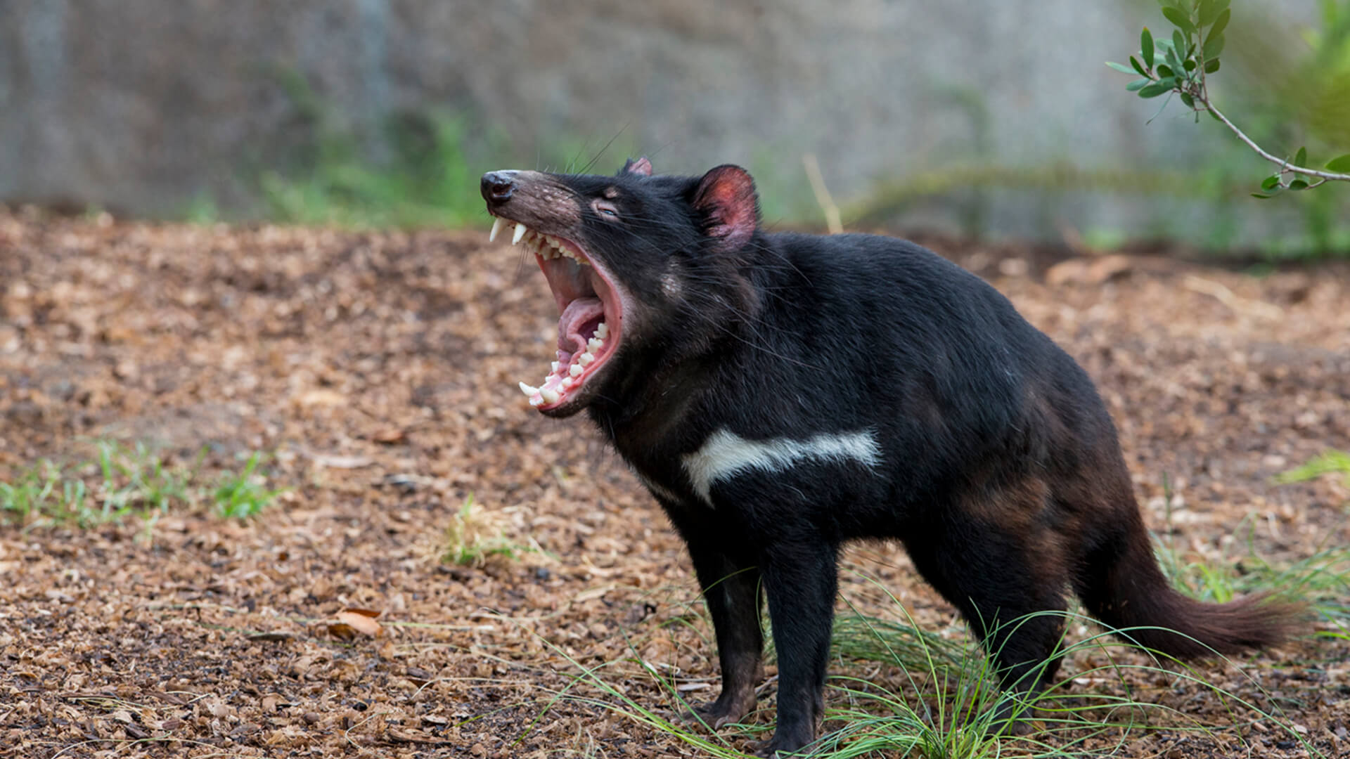The Tasmanian Devil – Australia's Fiercest Unique Marsupial Predator