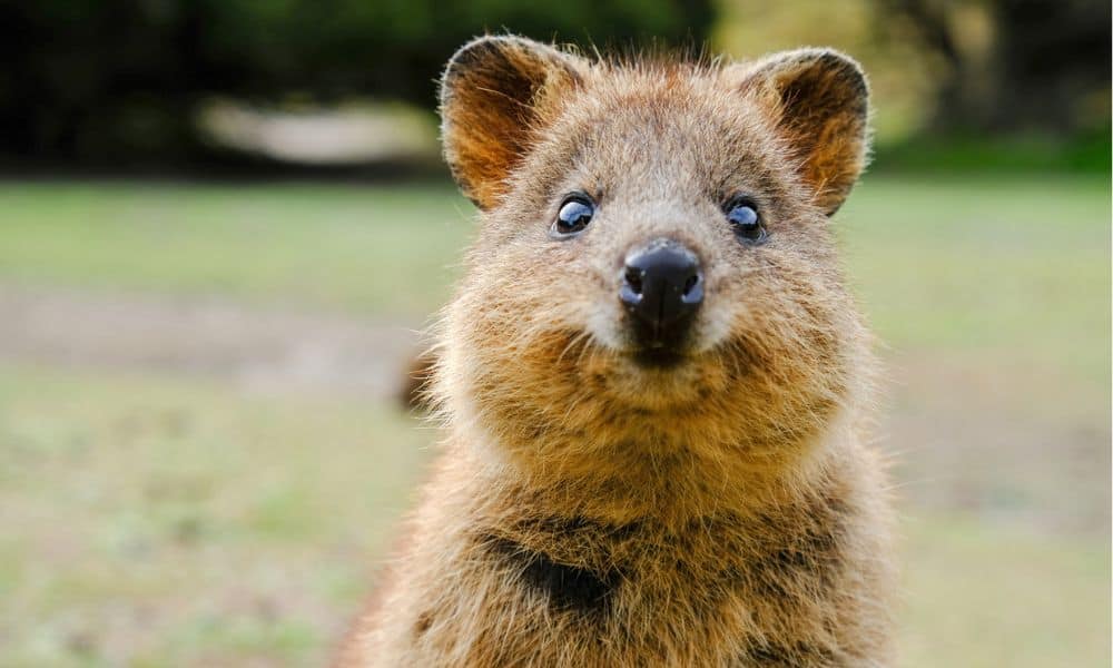 The Quokka – Australia’s Smiling Marsupial from Rottnest Island