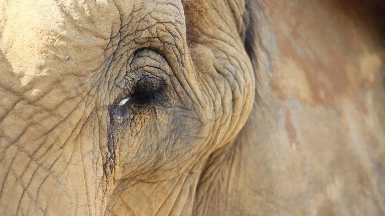 Why Animals “Cry” Under Stress – The Science of Emotional Tears