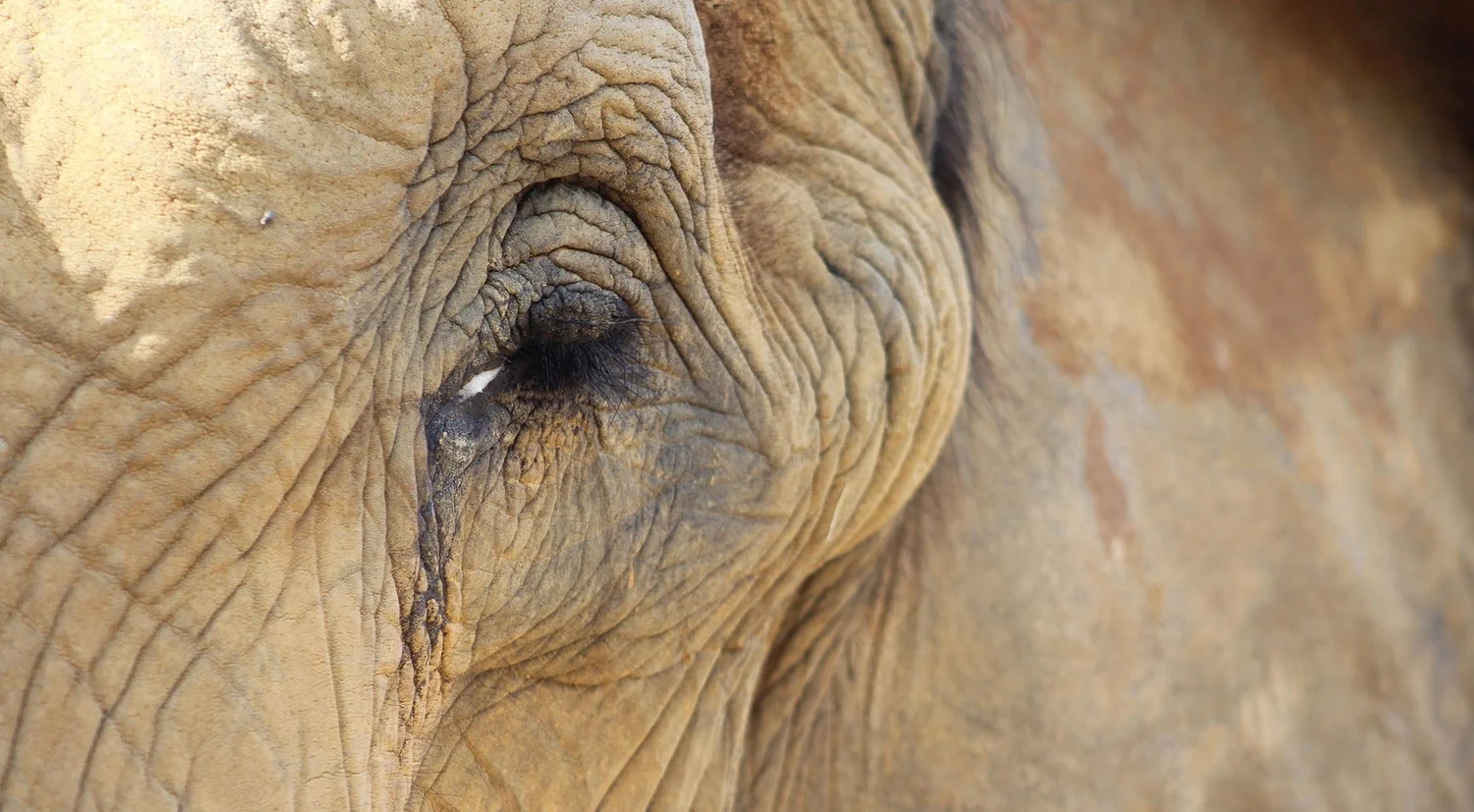 Why Animals “Cry” Under Stress