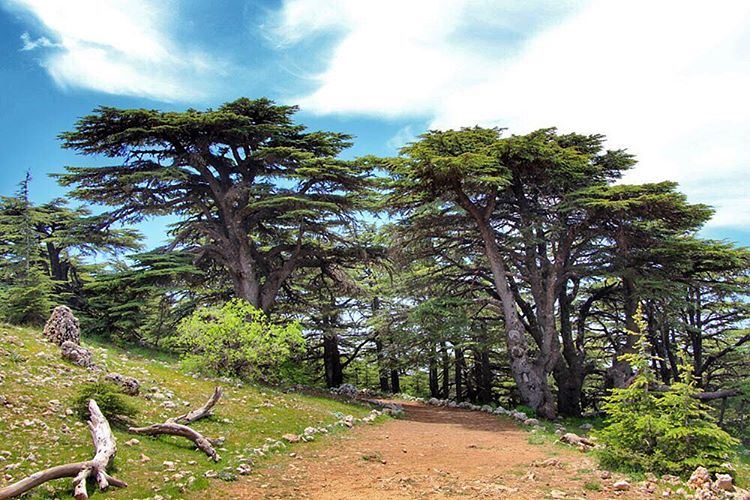 Chouf Cedar Reserve – Lebanon’s Largest Protected Forest with Ancient Cedars and Wildlife