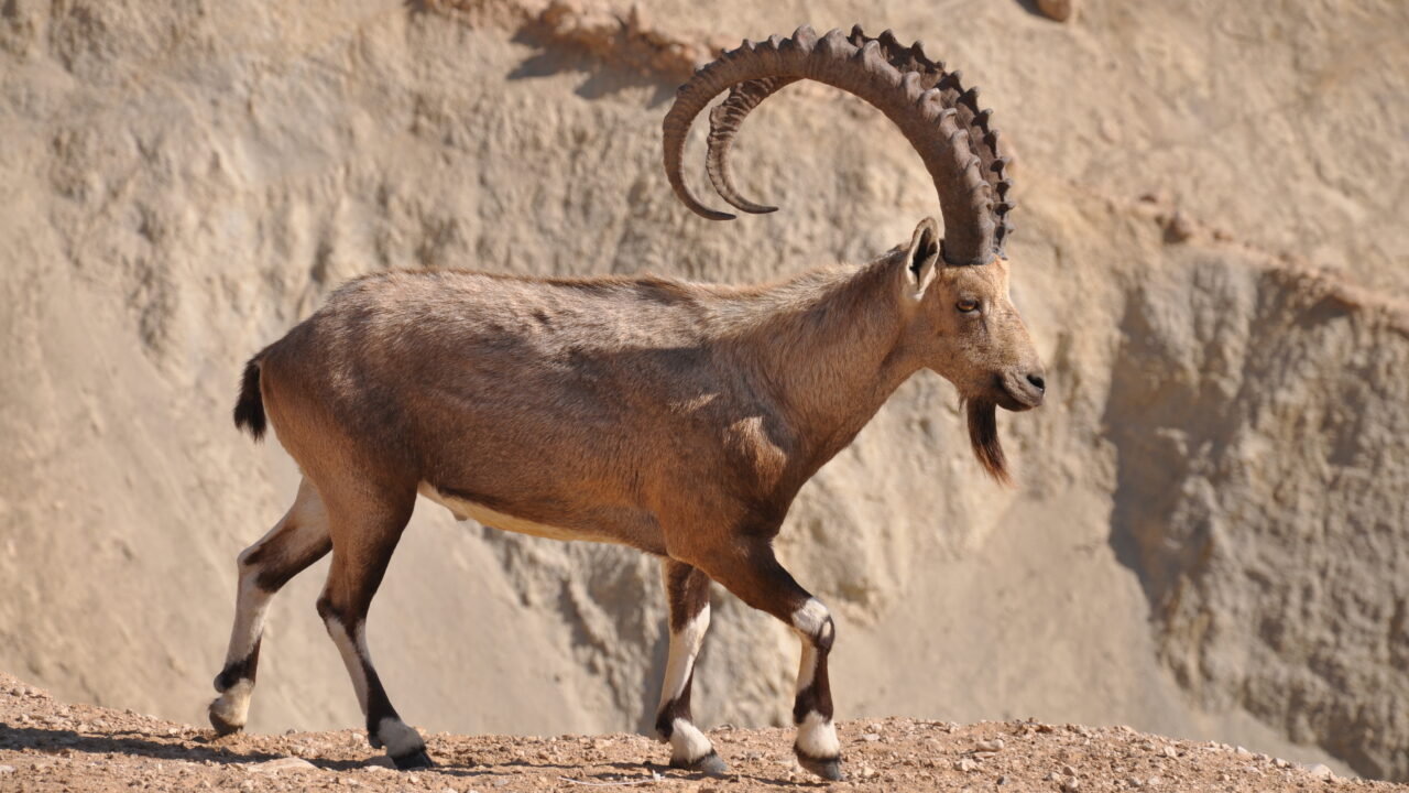 Nubian Ibex – Lebanon’s Majestic Cliff-Climbing Mountain Goat