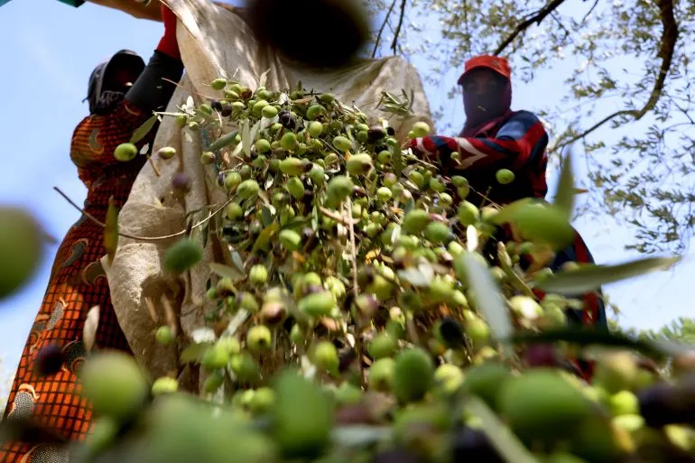 Olive Harvesting Traditions in Lebanon