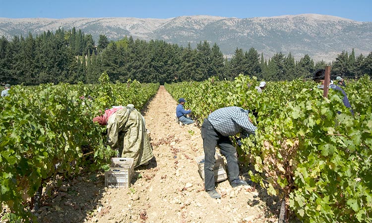 The Ancient Tradition of Wine Making in Lebanon
